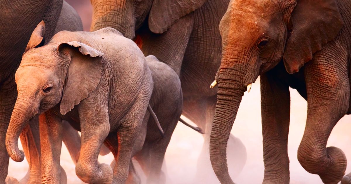 Offizielles Explorer-Fernreisen-Bild zur Namibia-Mietwagenrundreise
